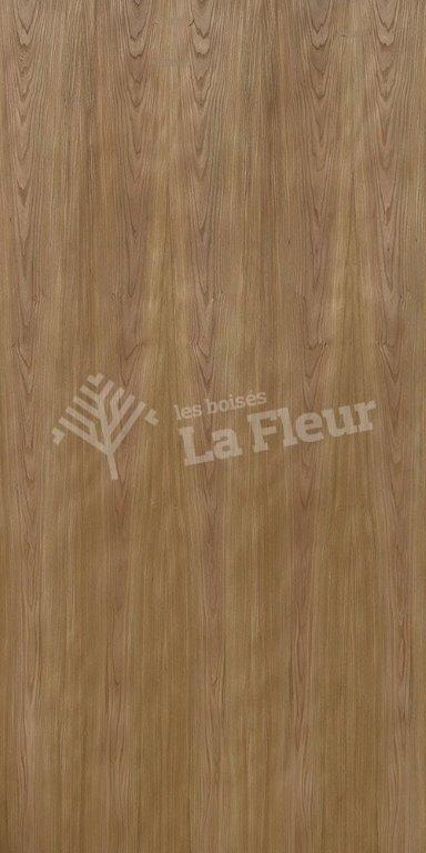 Red  Elm - les boisés La Fleur